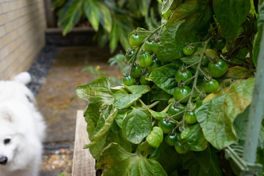 So many tomatoes again this year